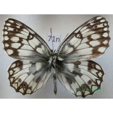 Melanargia russiae (Esper, 1783) Greece71n